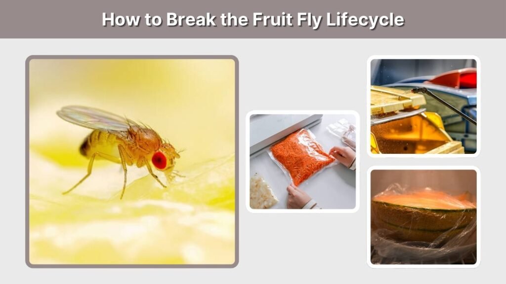How to Break the Fruit Fly Lifecycle