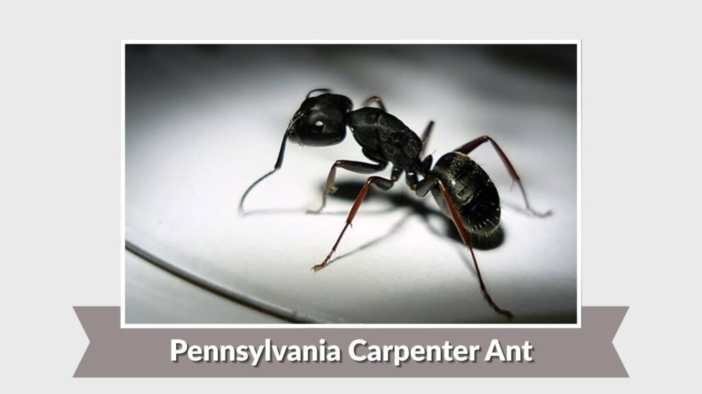 Pennsylvania Carpenter Ant