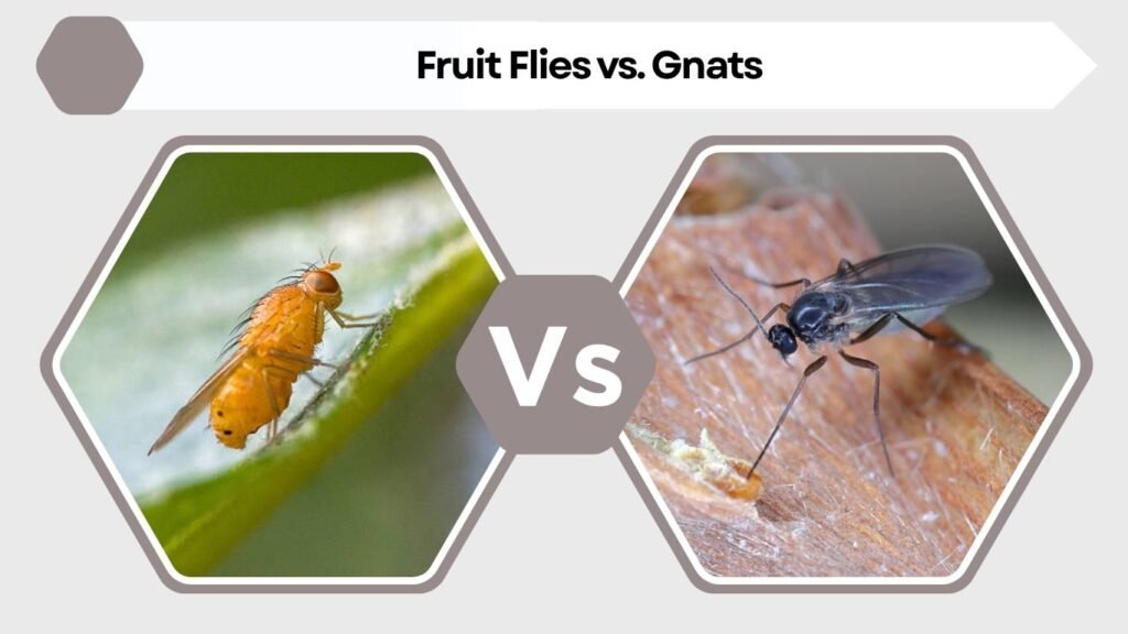 Fruit Flies vs. Gnats