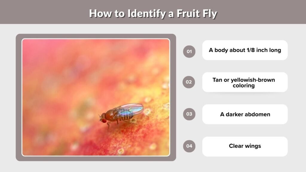 How to Identify a Fruit Fly