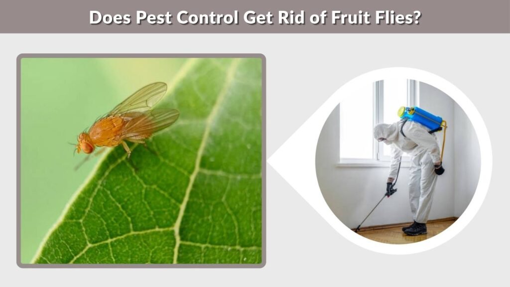 Does Pest Control Get Rid of Fruit Flies?