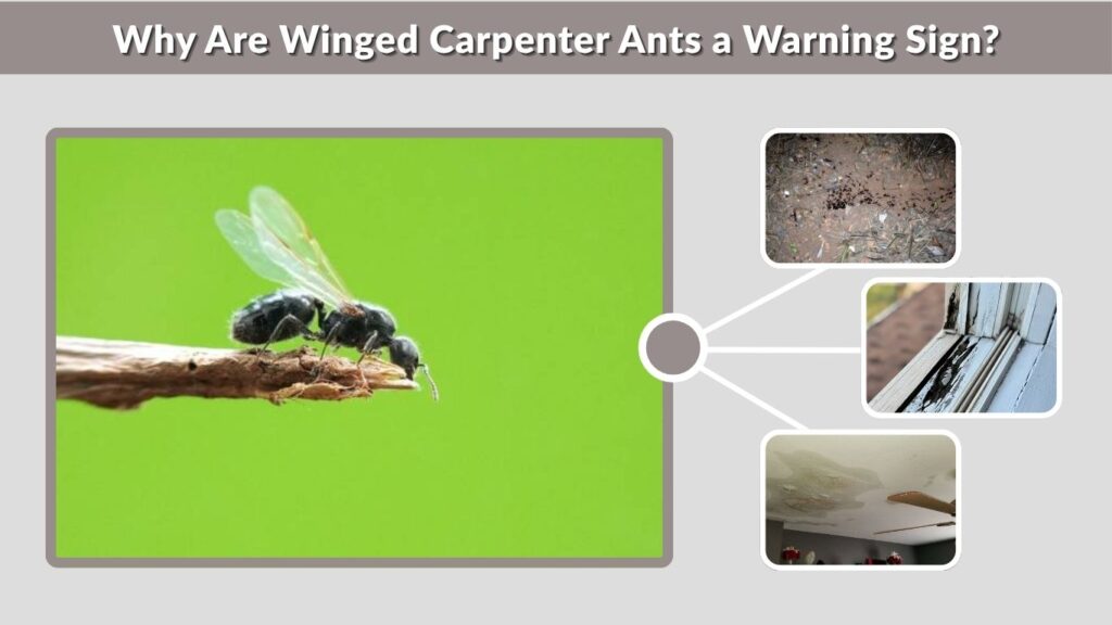 Why Are Winged Carpenter Ants a Warning Sign?