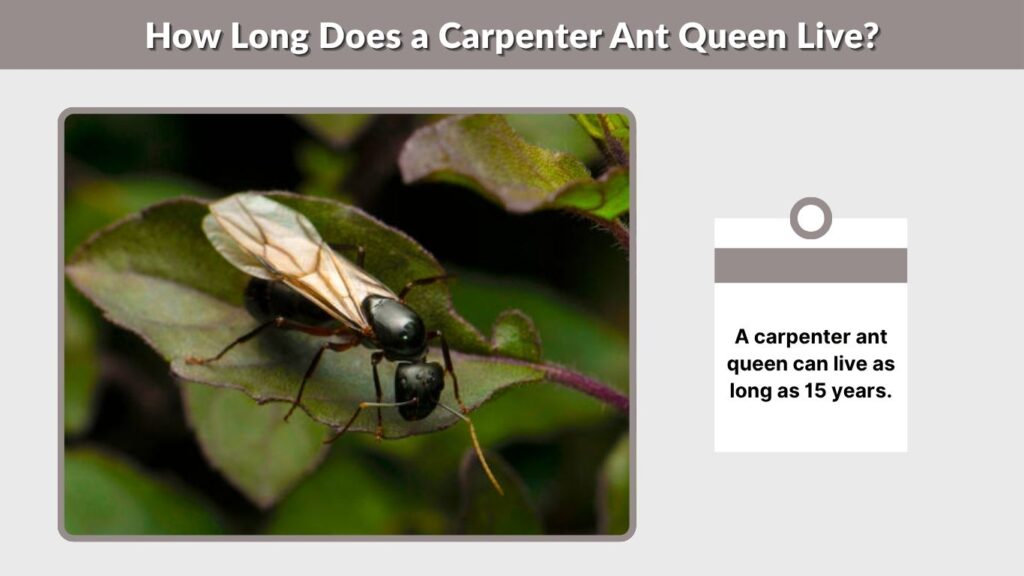 How Long Does a Carpenter Ant Queen Live?