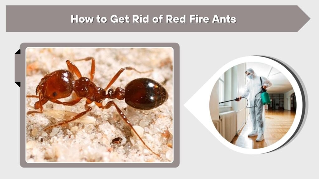 How to Get Rid of Red Fire Ants