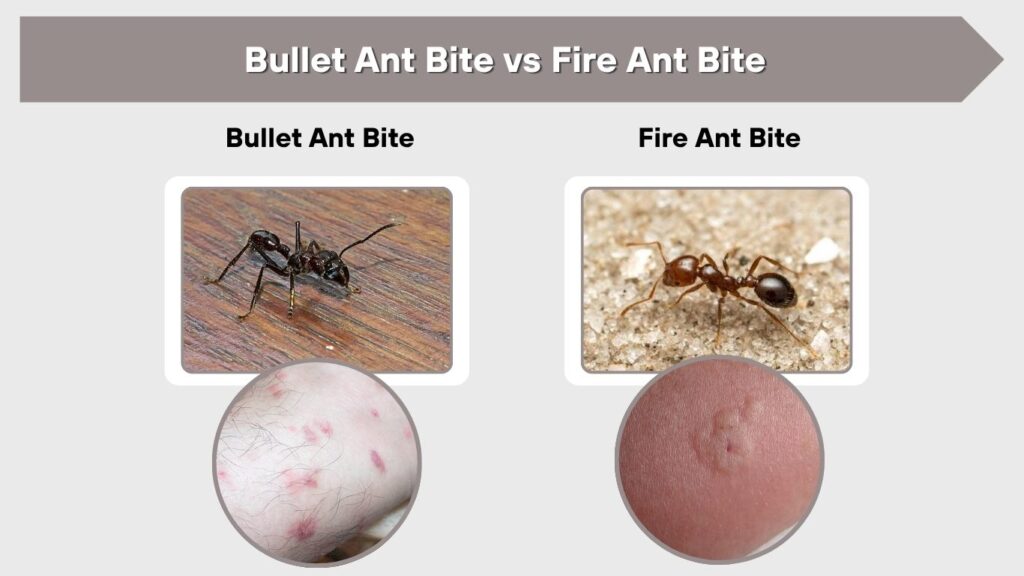 Bullet Ant Bite vs Fire Ant Bite