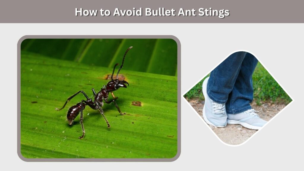 How to Avoid Bullet Ant Stings