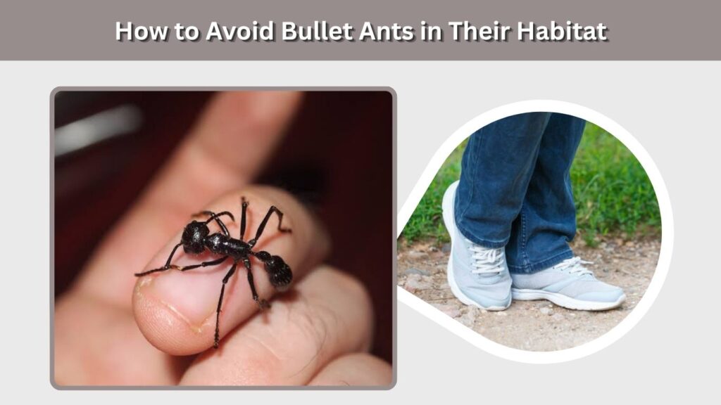 How to Avoid Bullet Ants in Their Habitat