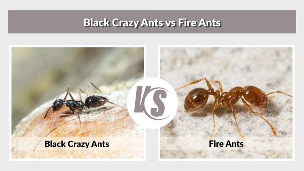 Black Crazy Ants vs Fire Ants