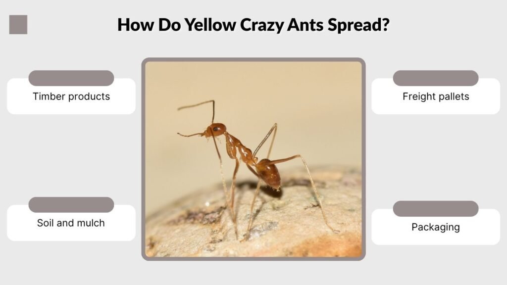 How Do Yellow Crazy Ants Spread?