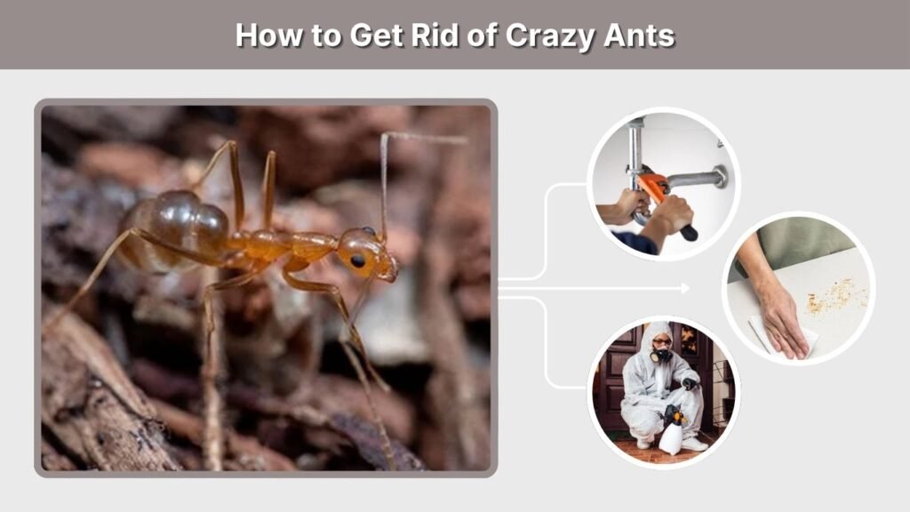 How to Get Rid of Crazy Ants