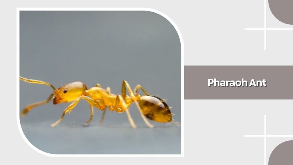 Pharaoh Ant