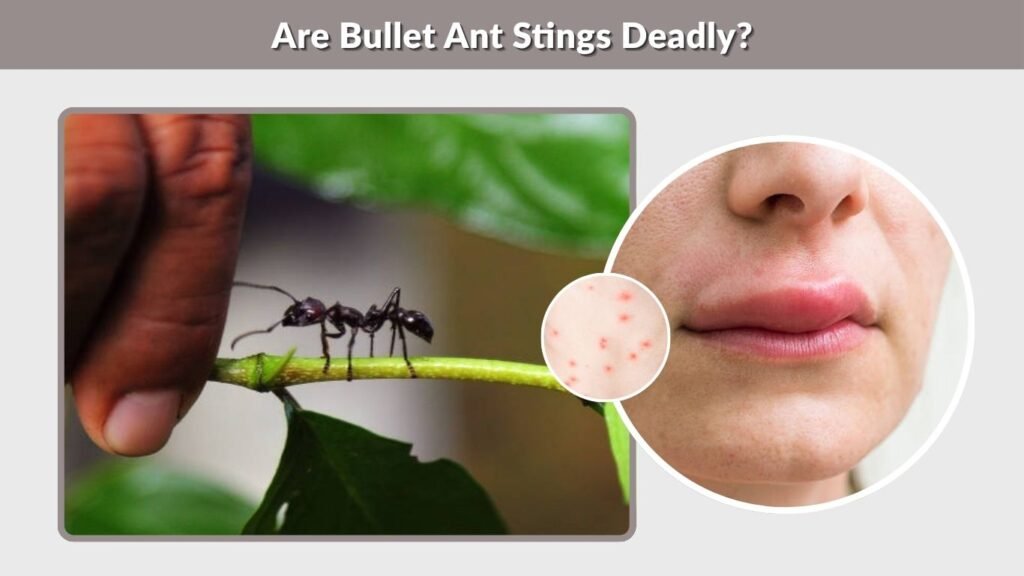 Are Bullet Ant Stings Deadly?