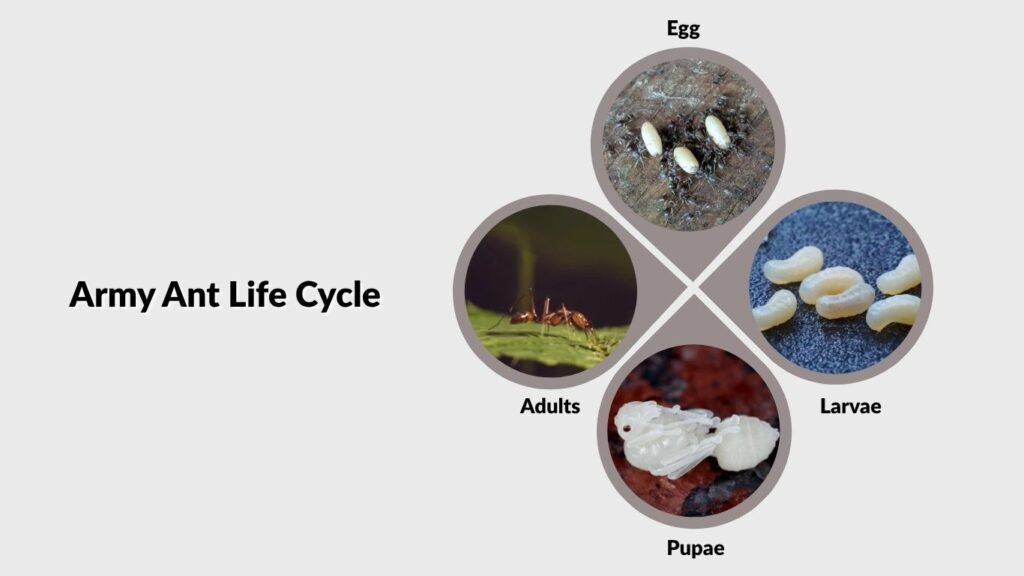 Army Ant Life Cycle