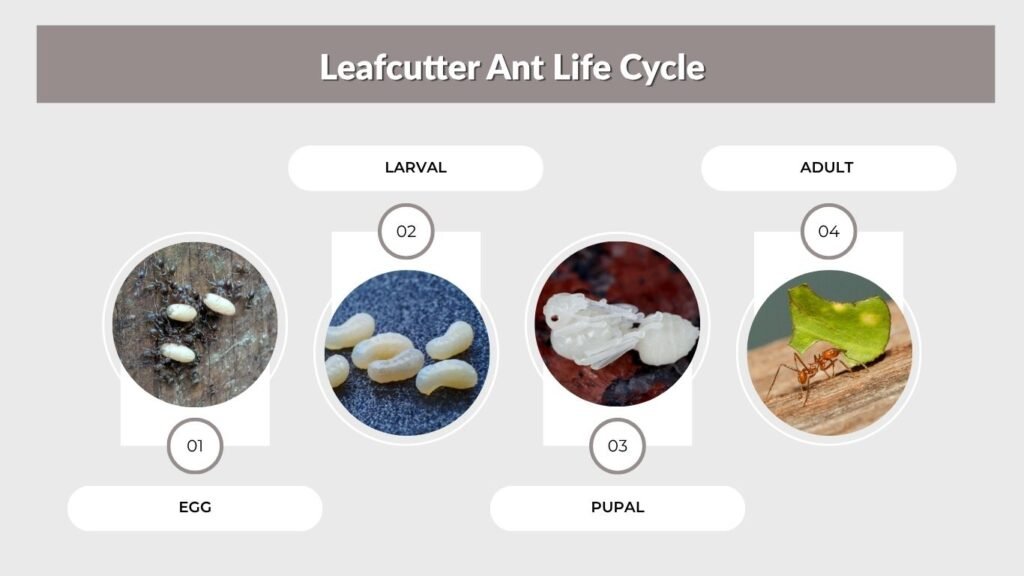 Leafcutter Ant Life Cycle