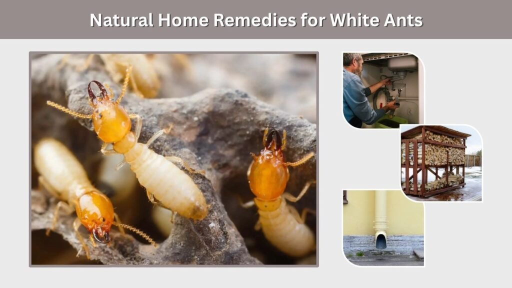 Natural Home Remedies for White Ants