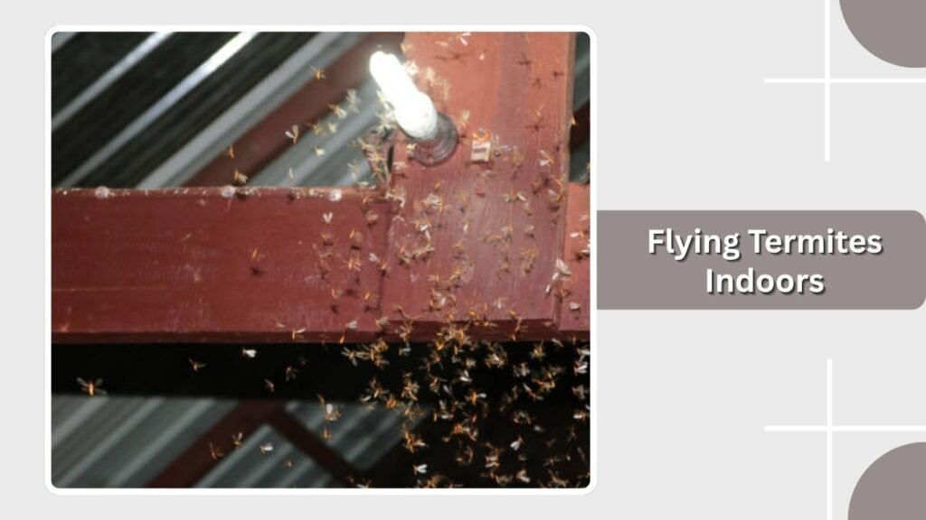 Flying Termites Indoors