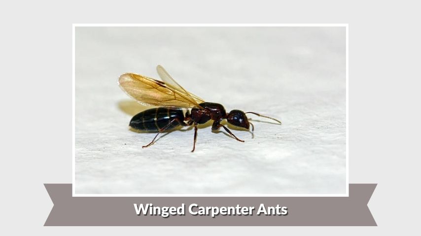 Winged Carpenter Ants