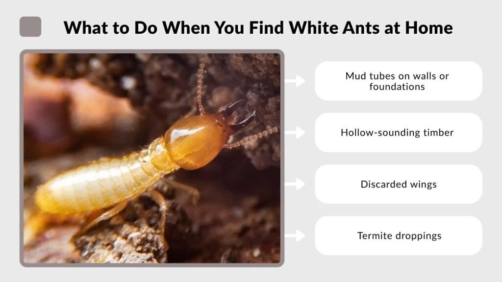 What to Do When You Find White Ants at Home