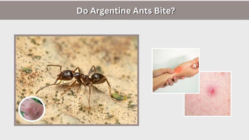 Do Argentine Ants Bite?