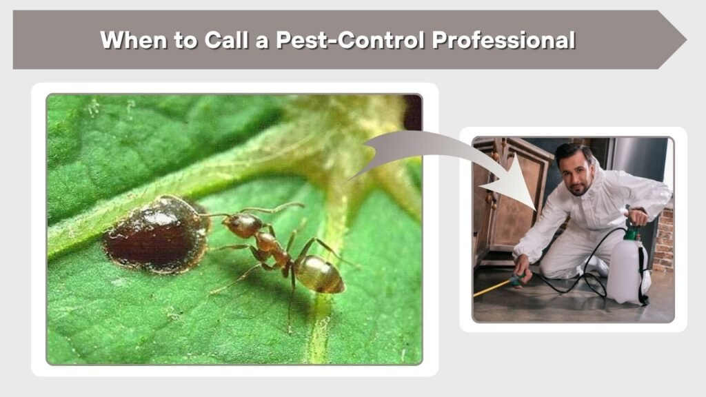 When to Call a Pest-Control Professional
