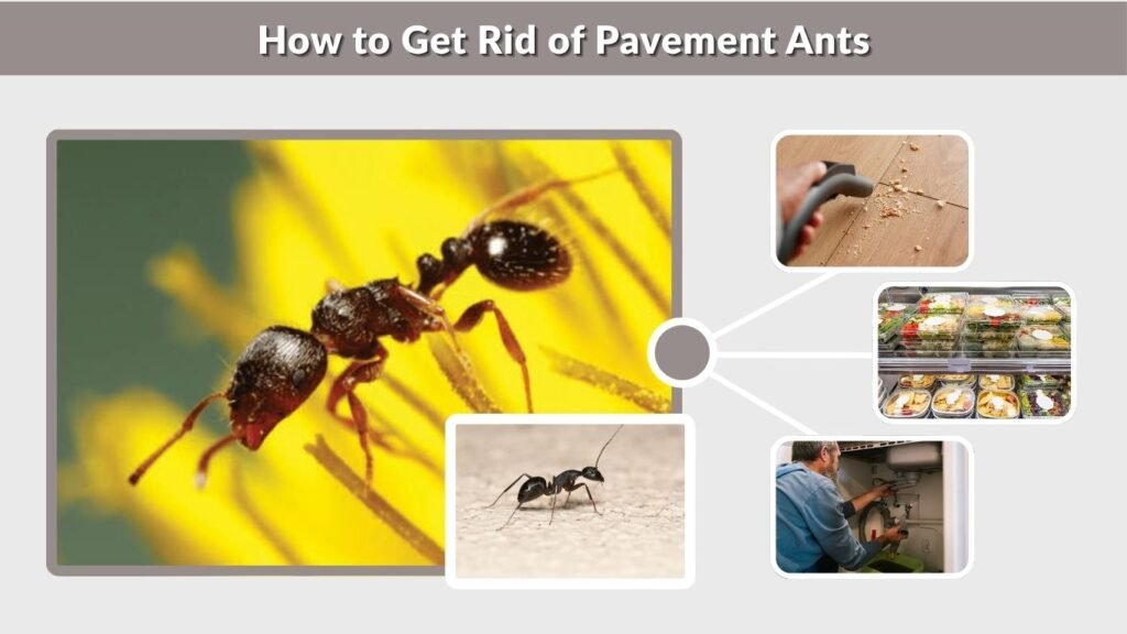 How to Get Rid of Pavement Ants