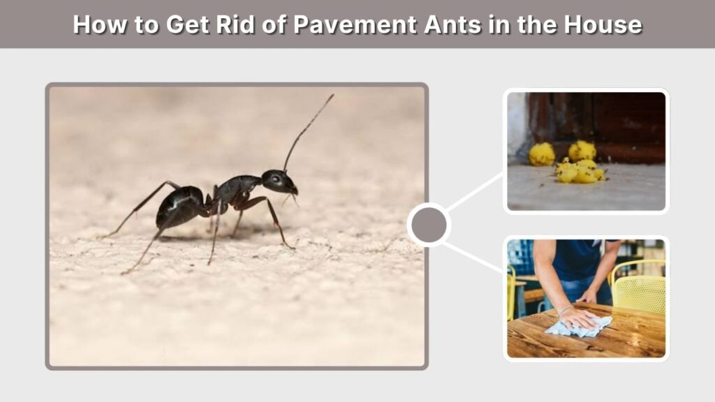 How to Get Rid of Pavement Ants in the House