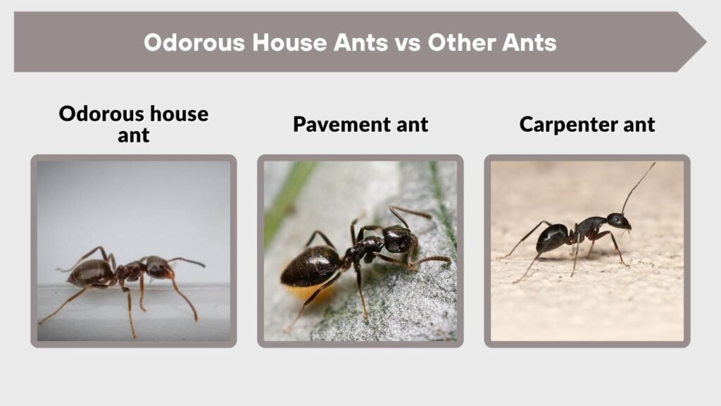 Odorous House Ants vs Other Ants