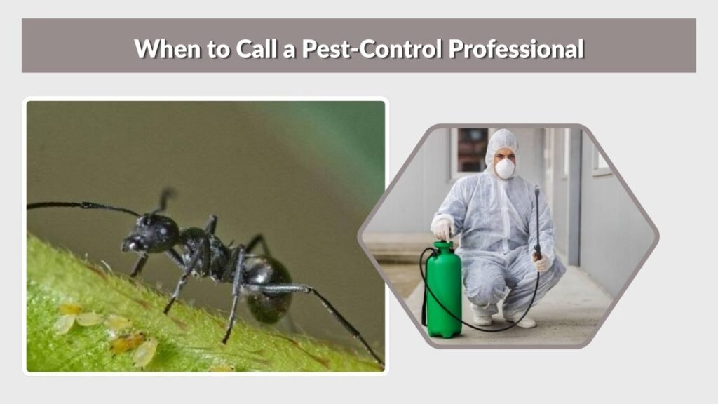 When to Call a Pest-Control Professional