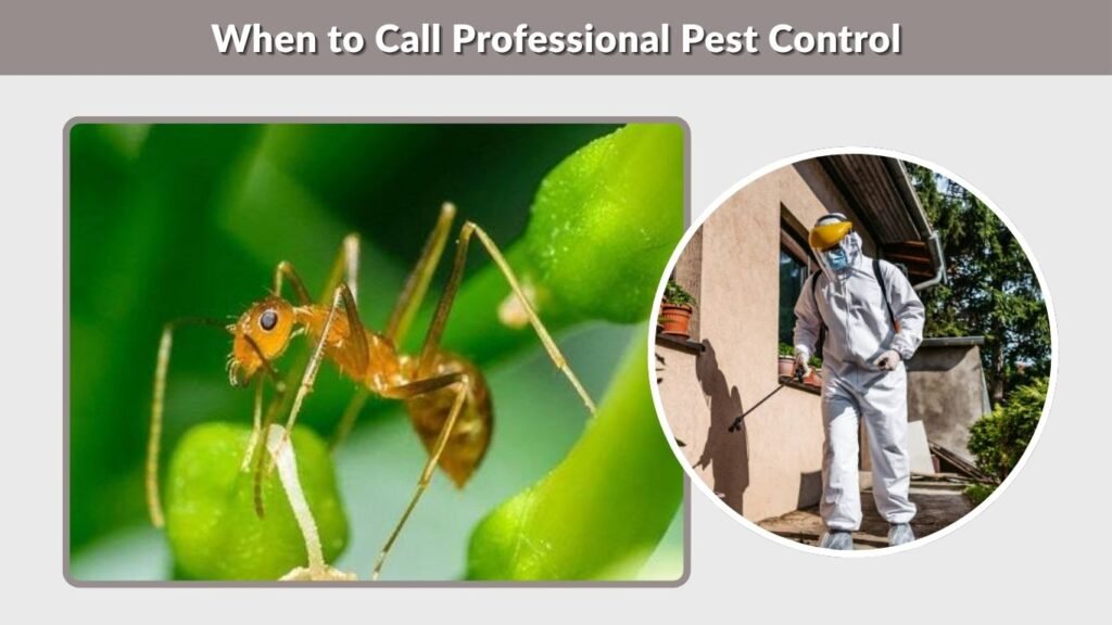 When to Call Professional Pest Control