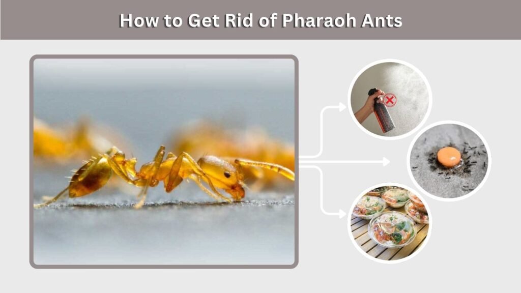 How to Get Rid of Pharaoh Ants