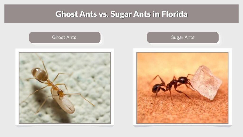 Ghost Ants vs. Sugar Ants in Florida