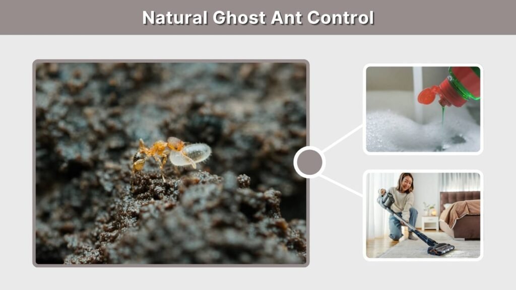 Natural Ghost Ant Control
