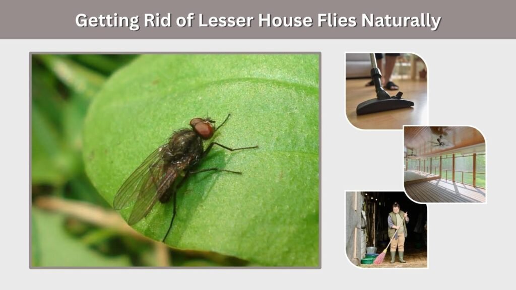 Getting Rid of Lesser House Flies Naturally