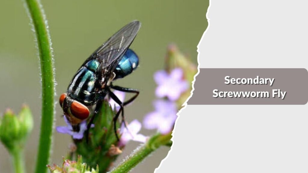 Secondary Screwworm Fly