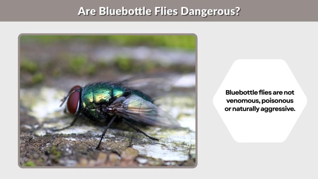 Are Bluebottle Flies Dangerous?