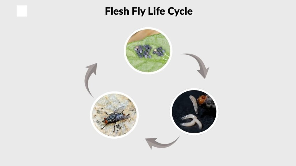 Flesh Fly Life Cycle
