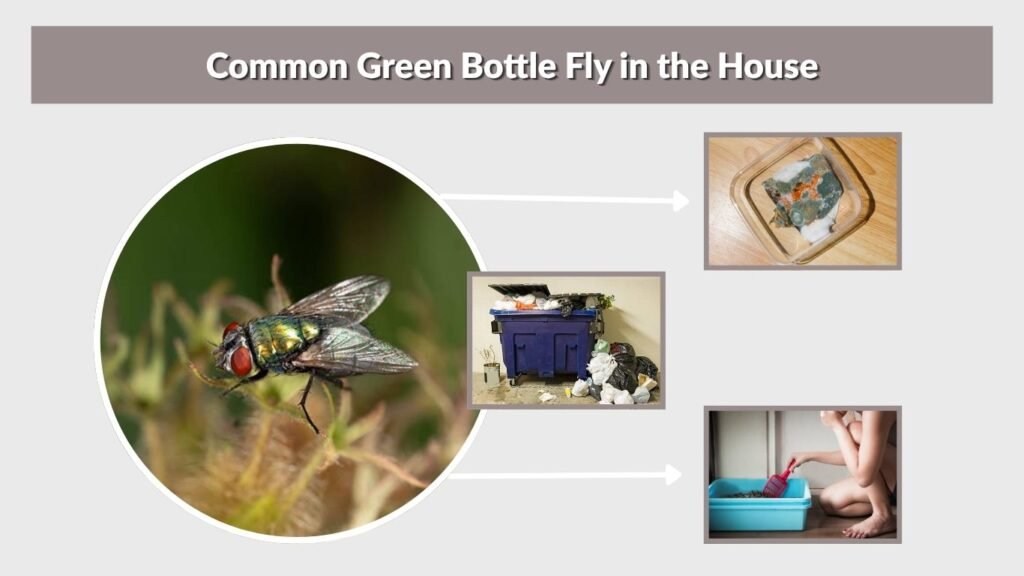 Common Green Bottle Fly in the House