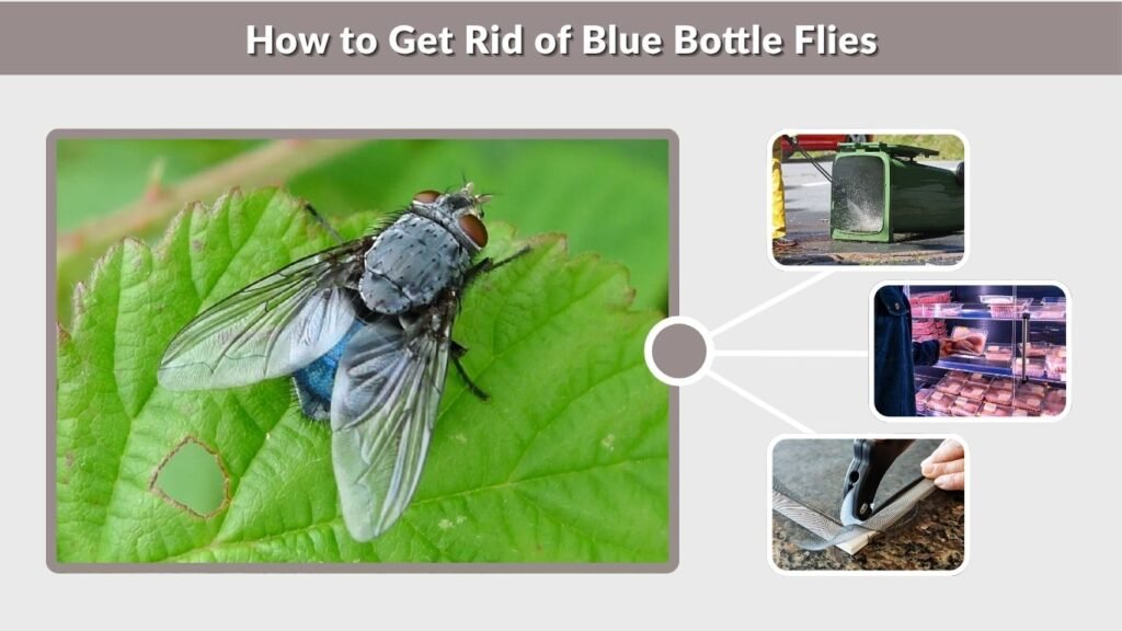 How to Get Rid of Blue Bottle Flies