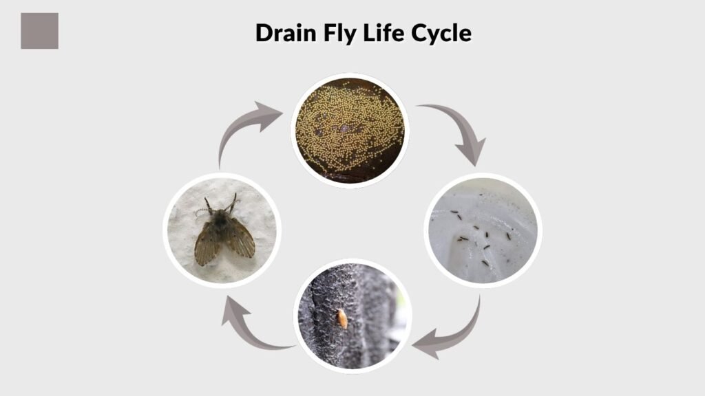Drain Fly Life Cycle