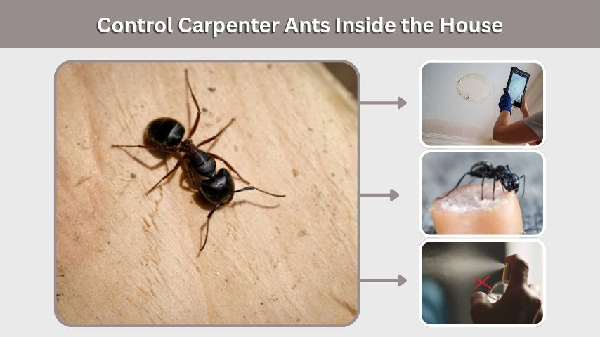 Control Carpenter Ants Inside the House