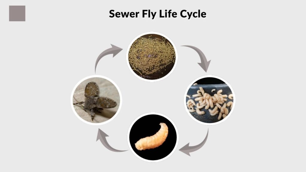 Sewer Fly Life Cycle