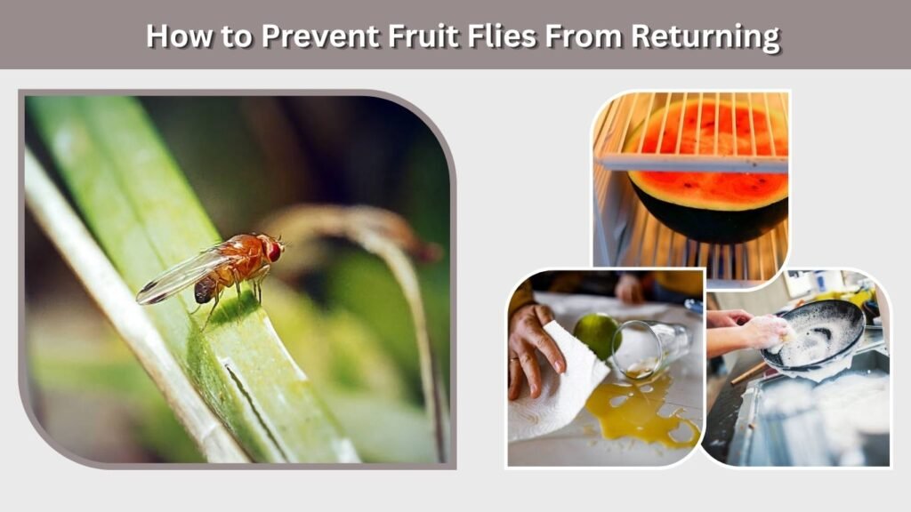 How to Prevent Fruit Flies From Returning
