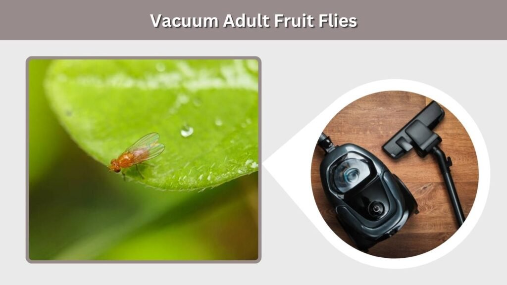 Vacuum Adult Fruit Flies