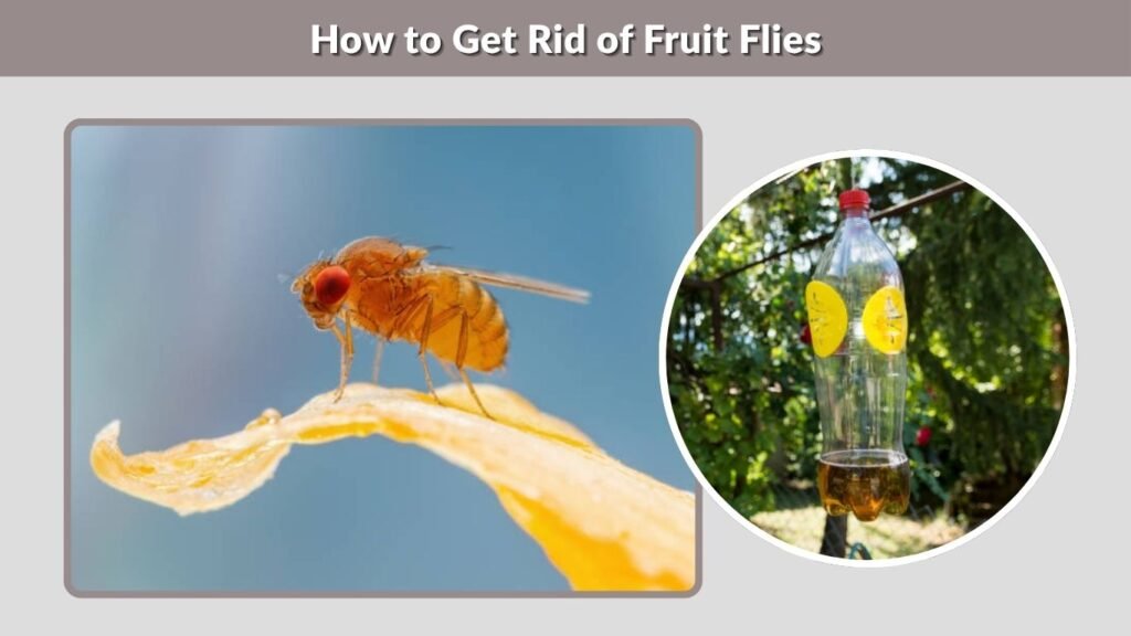 How to Get Rid of Fruit Flies
