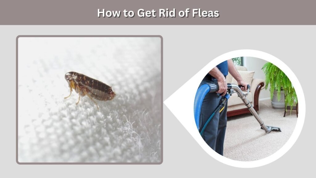 How to Get Rid of Fleas