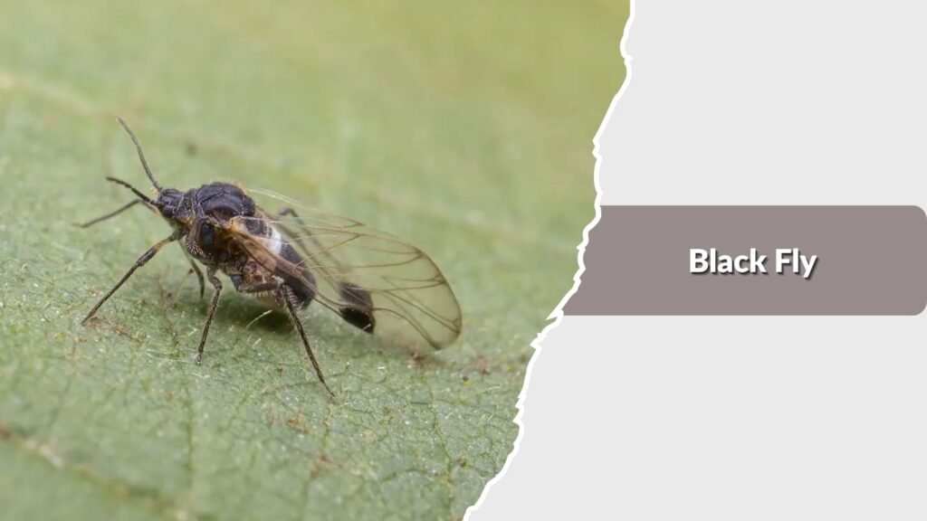 Black Fly