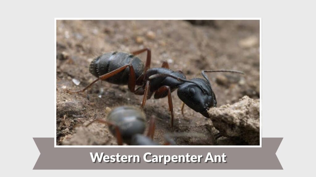 Western Carpenter Ant