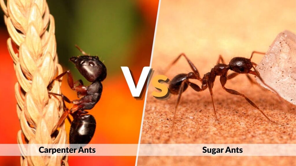 Carpenter Ants vs Sugar Ants