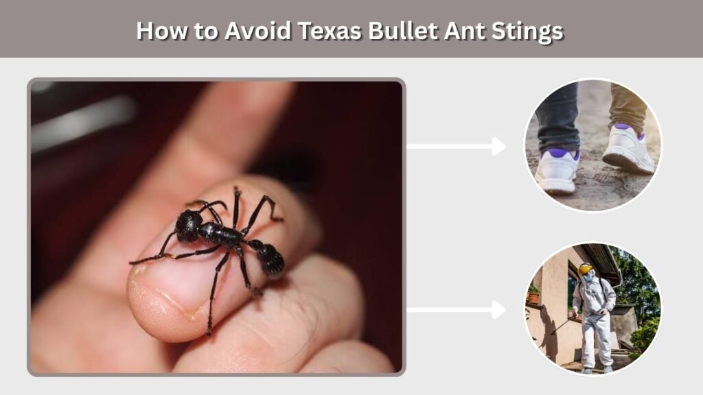 How to Avoid Texas Bullet Ant Stings