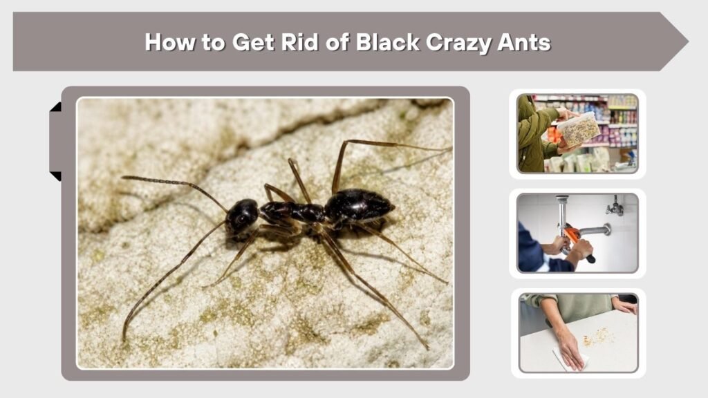 How to Get Rid of Black Crazy Ants